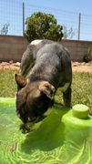 TILO Imagen 3